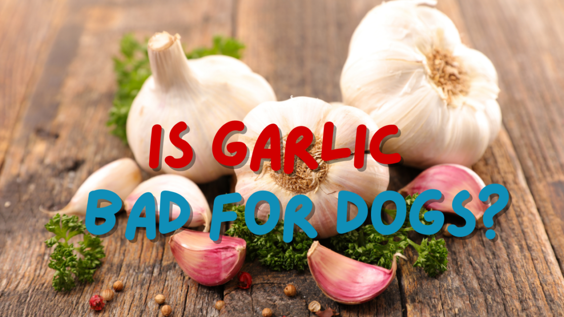 is garlic bad for dogs
