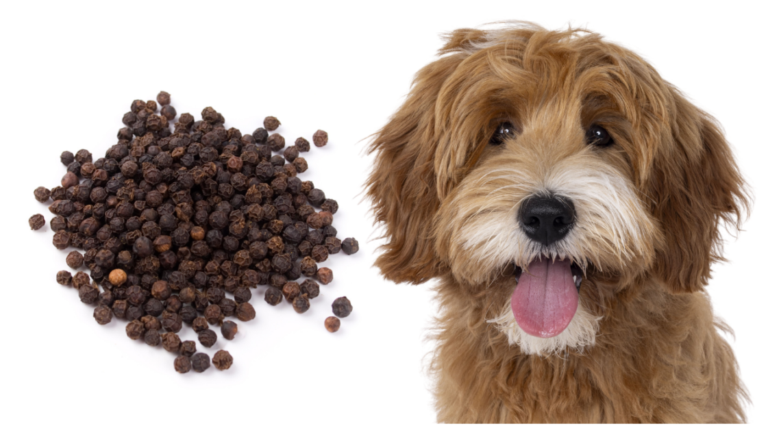 Can Dogs Have Black Pepper