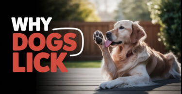 Dogs Licking Their Paws