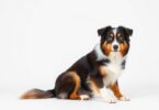 australian shepherd cost