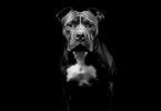 black and white pitbull