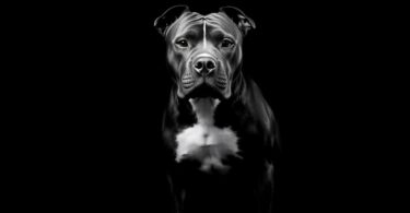 black and white pitbull
