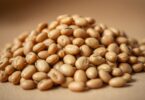 can dogs eat pinto beans
