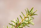 can dogs eat rosemary