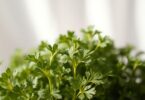 can dogs have cilantro
