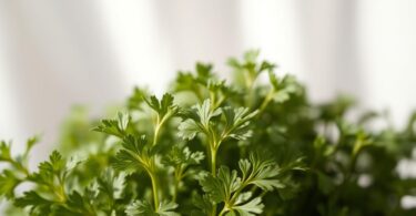 can dogs have cilantro