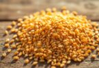 can dogs have sesame seeds
