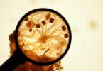 canine feces mucus