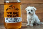 does vinegar kill fleas