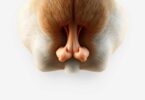 dog butt