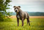 gray pitbull