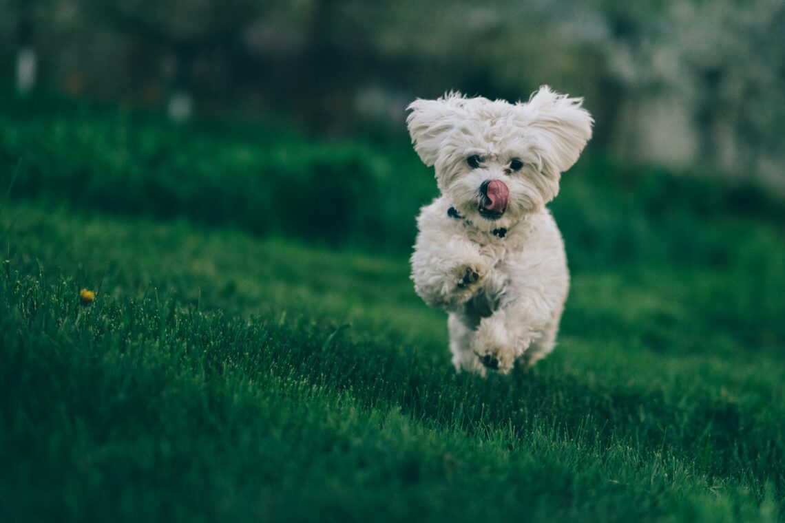 what size is a 4 month old bichon puppy
