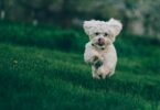 what size is a 4 month old bichon puppy