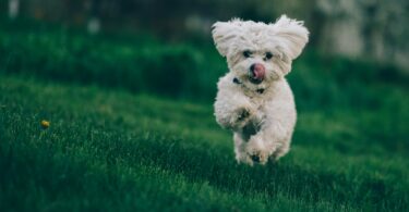 what size is a 4 month old bichon puppy