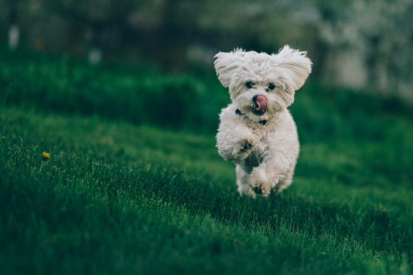 what size is a 4 month old bichon puppy