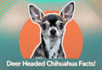 deer headed chihuahua