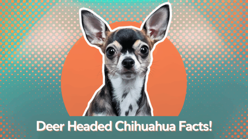 deer headed chihuahua
