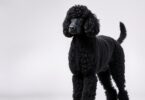 black standard poodle