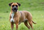 boxer mix dogs