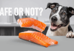 can dogs have salmon skin