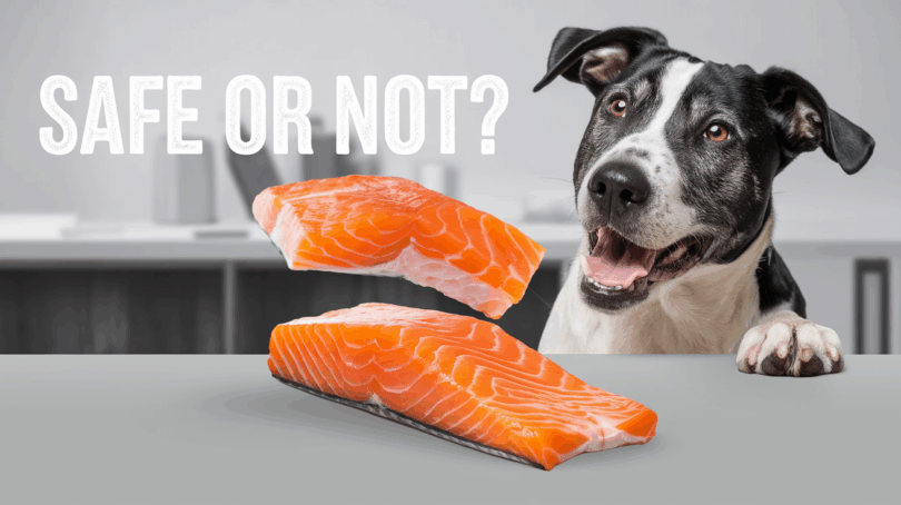 can dogs have salmon skin