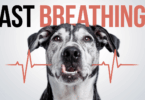 dog breathing fast but not panting
