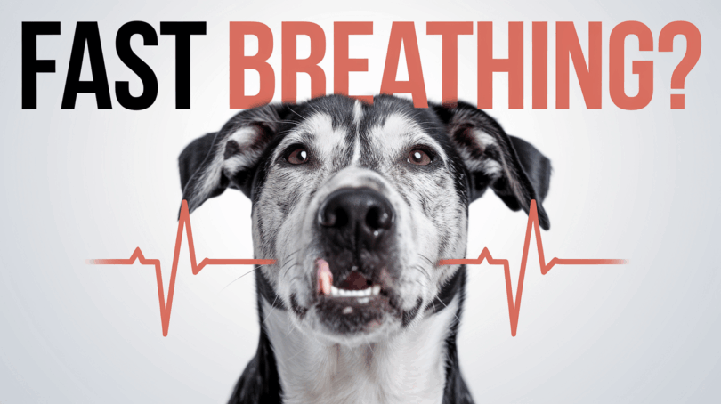 dog breathing fast but not panting