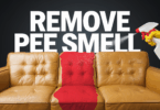 how to get pee smell out of couch