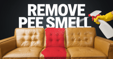how to get pee smell out of couch