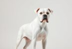 white boxer dog