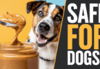 what peanut butter is safe for dogs