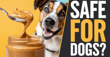what peanut butter is safe for dogs