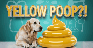 yellow bowel movements in dogs
