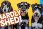big dogs that rarely shed