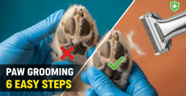How to Groom Dog Paws