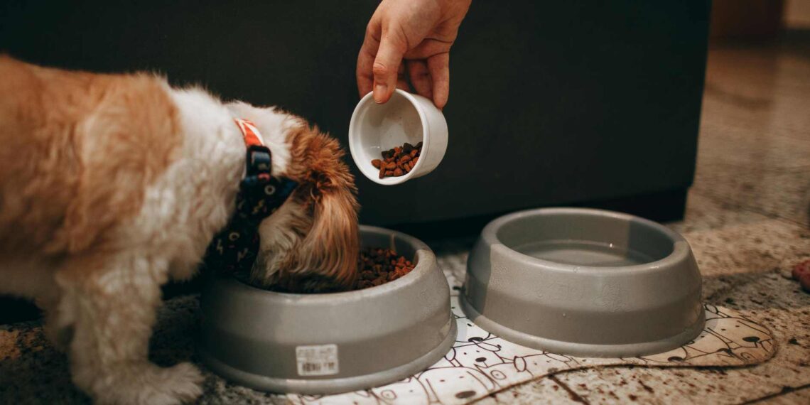 Dog Food for Diabetic Dogs