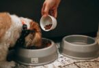 Dog Food for Diabetic Dogs