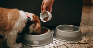 Dog Food for Diabetic Dogs