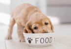 Dog Food for Kidney Disease