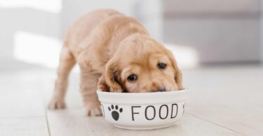 Dog Food for Kidney Disease