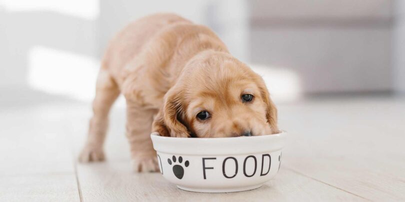 Dog Food for Kidney Disease