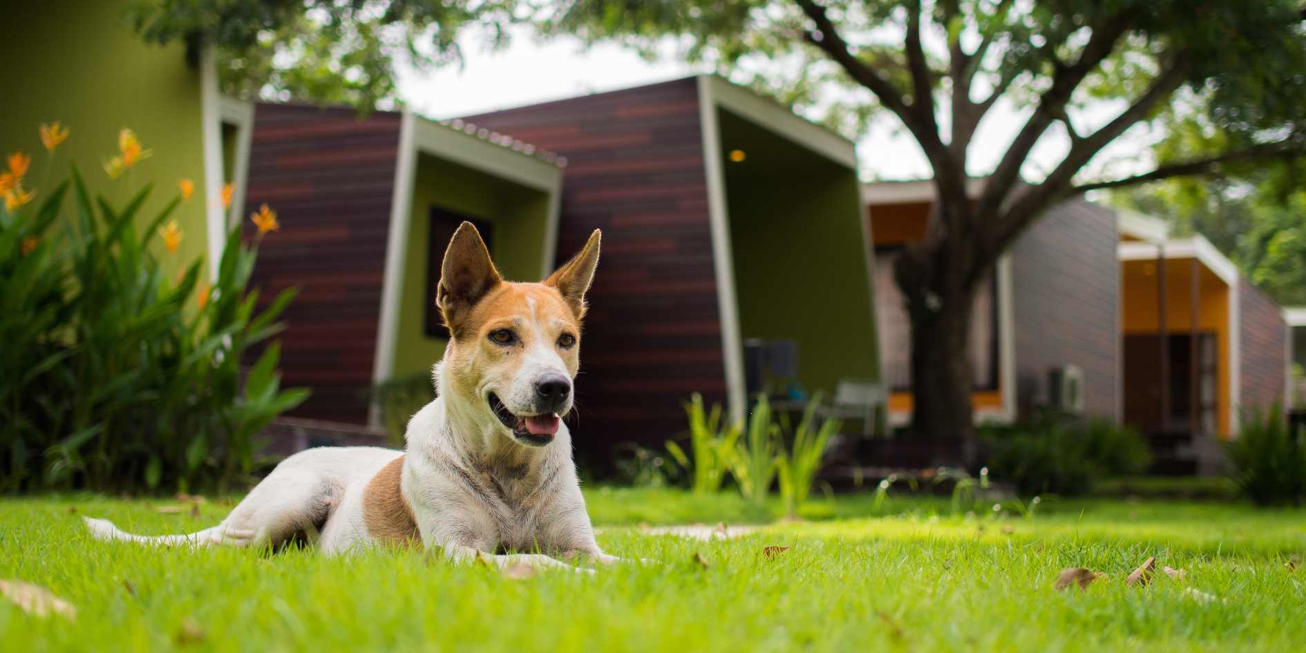Dog-Proof Your Garden 