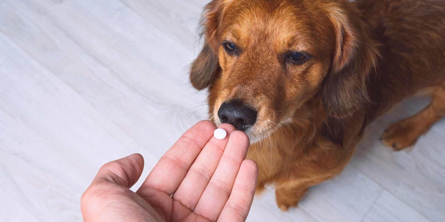 Dog Remedies