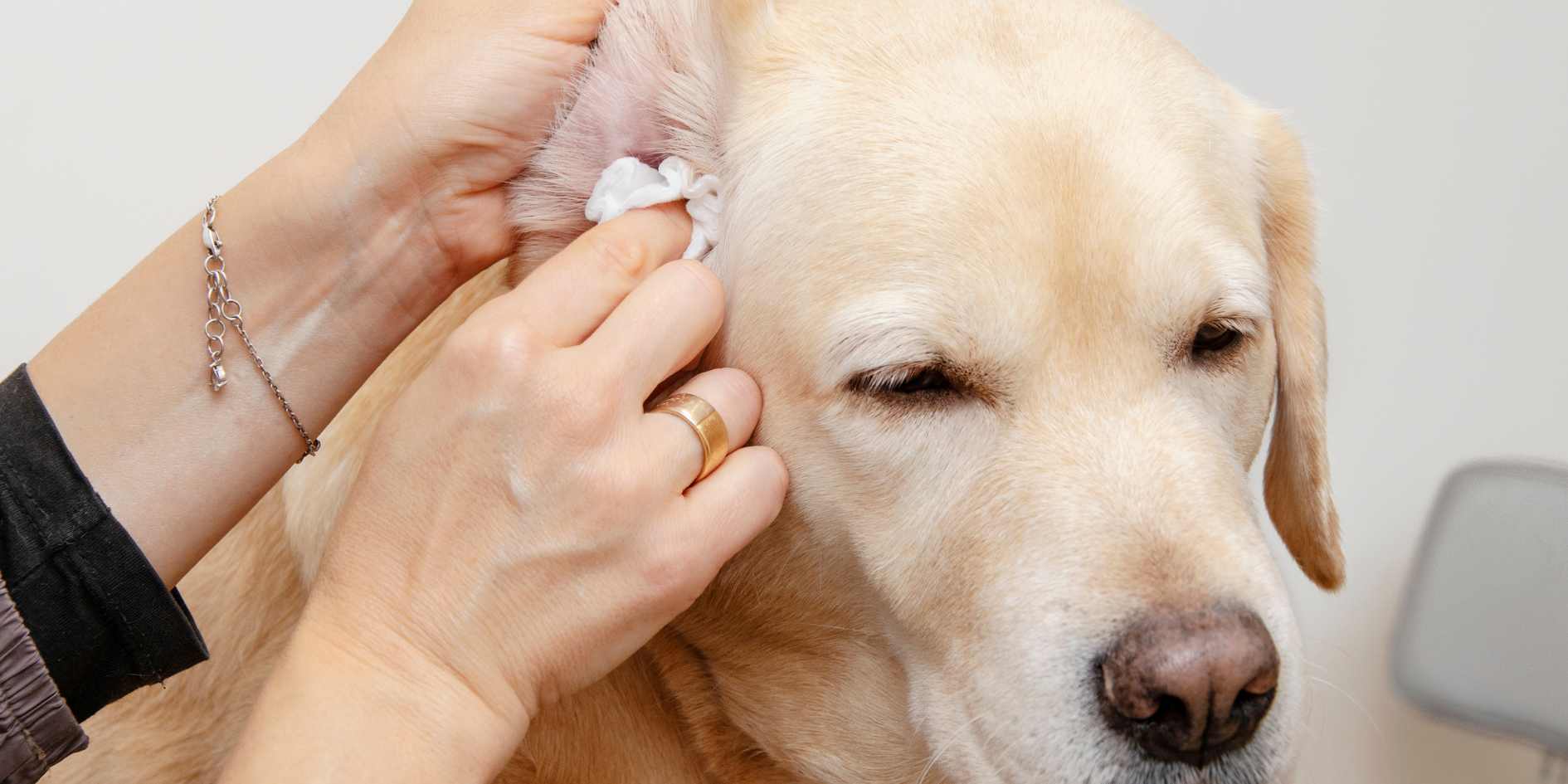Ear Mites in Dog