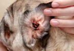 Ear Mites in Dogs