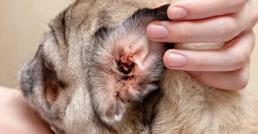 Ear Mites in Dogs