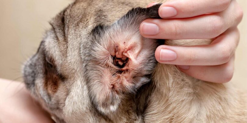 Ear Mites in Dogs