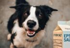 Epsom Salt for Dogs