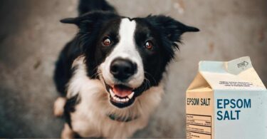 Epsom Salt for Dogs