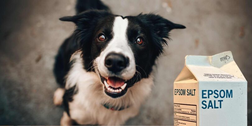 Epsom Salt for Dogs